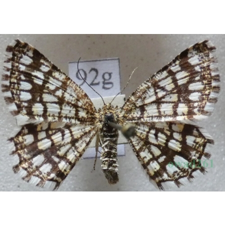 Chiasmia clathrata (Linnaeus, 1758) Witalnik naostrzak Czech92g